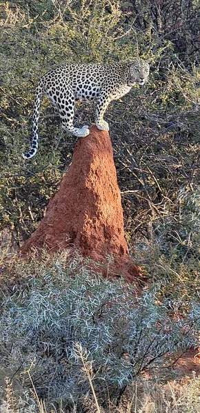 Leopard Top Termite Mound Namibia — Stockfoto