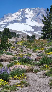 beautiful view of  Mt Hood with wildfllowers