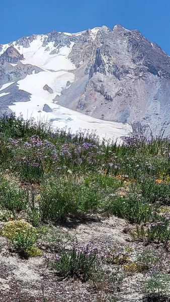 Mt Hood in summer with snow and wildflowers below