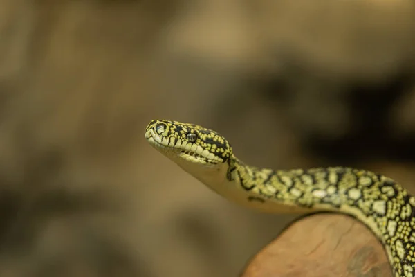 Snake Pronto All Azione — Foto Stock