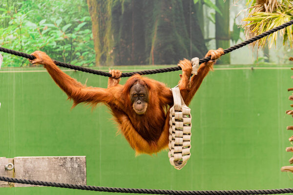 Орангутанг качается на веревке в смешной позе