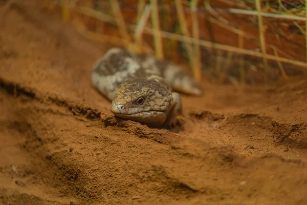 Skink Curls Its Body Defence Posture Offering Its Tail Alternative — Stock Photo, Image