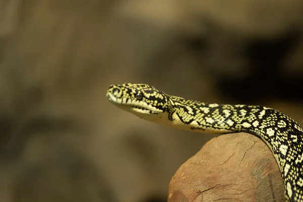 Snake Top Stone Move — Stock Photo, Image