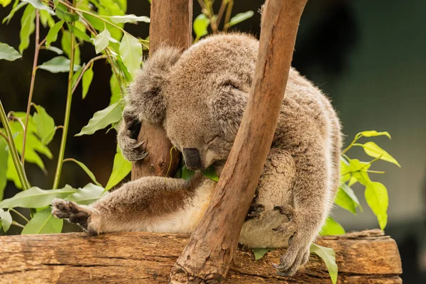 Koala Śpi Drzewie Gum — Zdjęcie stockowe