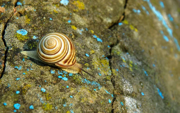 Una Lumaca Che Striscia Sul Vecchio Cemento Sfondo Sfocato — Foto Stock