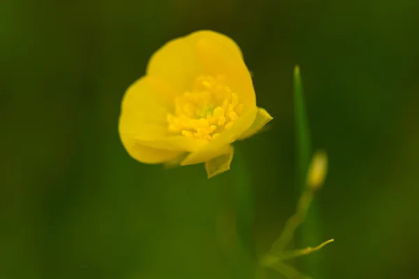 Ανεμόνη ranunculoides — Φωτογραφία Αρχείου