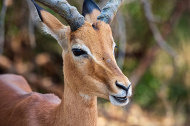 Erkek bir impala Aepyceros melampus portresi, Kuzey Kruger Ulusal Parkı, Güney Afrika