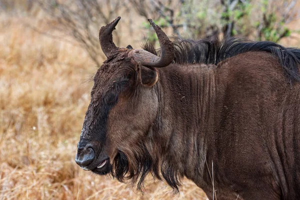 Perfil portait of a wildebeest Connochaetes taurinus, Kruger National Park, África do Sul — Fotografia de Stock