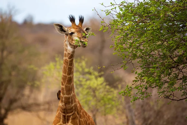 Vista frontal da girafa alimentando-se de uma árvore, Kruger National Park, África do Sul — Fotografia de Stock
