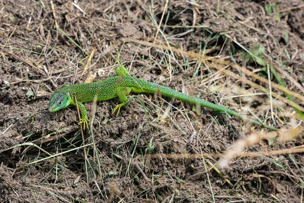 Western Green Lizard Lacerta bilineata in its natural habitat at slopes of Kaiserstuhl range of hills, Germany — Foto Stock