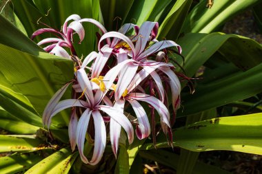 Poison bulb or giant crinum spider lily Crinum asiaticum in Parque Garcia Sanabria, Santa Cruz de Tenerife, Spain