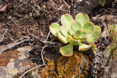Fırıldak Aeonium Haworthii, Tenerife, İspanya 'da yetişen bir tür.