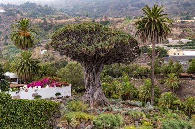 Drago Milenario, Icod de los Vinos, Tenerife, İspanya 'daki ünlü ejderha ağacı Dracaena draco.