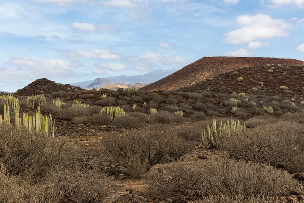 Peisaj cu puncte cacti la Malpais de Rasca, Tenerife, Spania — Fotografie, imagine de stoc