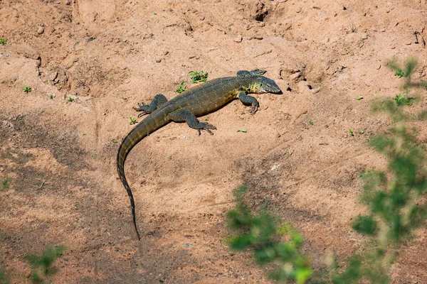 Nil lub wodny monitor jaszczurki Varanus niloticus w Parku Narodowym Hluhluwe IMfolozi, KwaZulu-Natal, Afryka Południowa — Zdjęcie stockowe