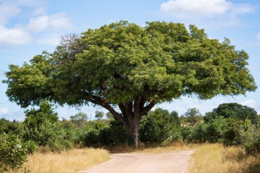 Muhteşem Marula ağacı Sclerocarya Birrea geniş bir alana yayılmış Kruger Ulusal Parkı, Güney Afrika