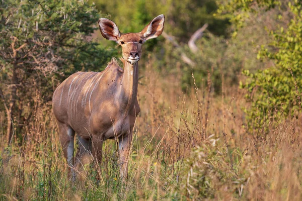 Feminino Kudu em arbusto denso, Kruger National Park, África do Sul — Fotografia de Stock