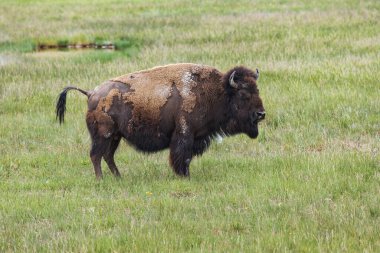 American bison shedding its winter fur at Yellowstone National Park, Wyoming, USA