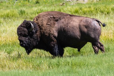 Male American bison walking through green grass at Yellowstone National Park, Wyoming, USA