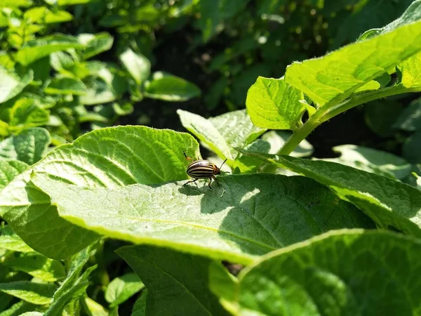 TheColorado potato beetle(Leptinotarsa decemlineata), also known as theColorado beetle, theten-striped spearman, theten-lined potato beetleor thepotato bug. Pest on potato leaves in the farm 