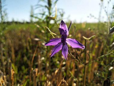 Consolida regalis, known asforking larkspur,rocket-larkspur, andfield larkspur. Floral desktop background. Doubtful knight's spur, rocket larkspur. Floral desktop background