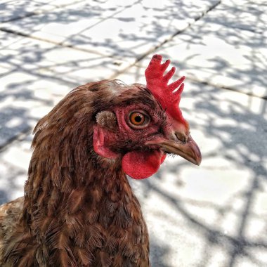Rooster eye. Rooster looking into camera. Macro eye of animal eye. Farm in countryside. Eyelashes of cocker.  Poultry farming