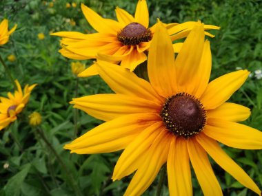 Yellow Rudbeckia hirta and fresh green grass. Black-eyed Susan.    Other common names: brown-eyed Susan, brown betty, gloriosa daisy, golden Jerusalem,  English bull's eye, poor-land daisy