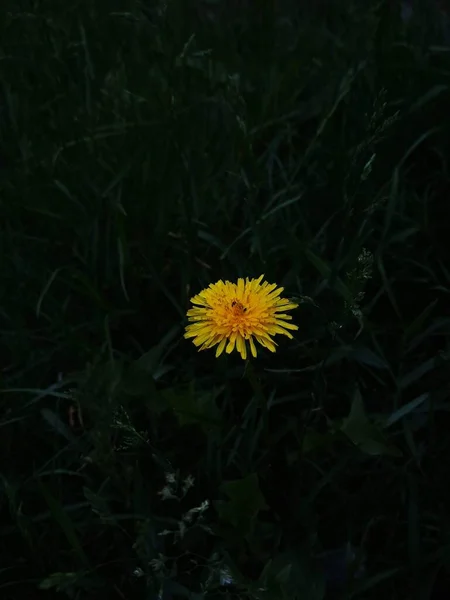 Small Dandelion Dark Grass — Stock Photo, Image