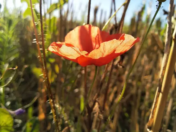 Poppy flower in the field in the summer. Green field. Nature photography. Sunbeams, sunlight, bright colours. Desktop background. Web design. Floral desktop wallpaper and backgrround. Papaver rhoeas 