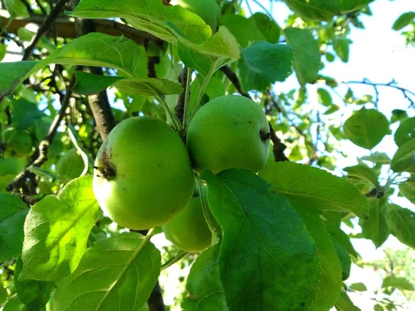 An apple is an edible fruit produced by an apple tree (Malus domestica). White Transparent. Floral desktop background. Healthy food. Green background. Summer time