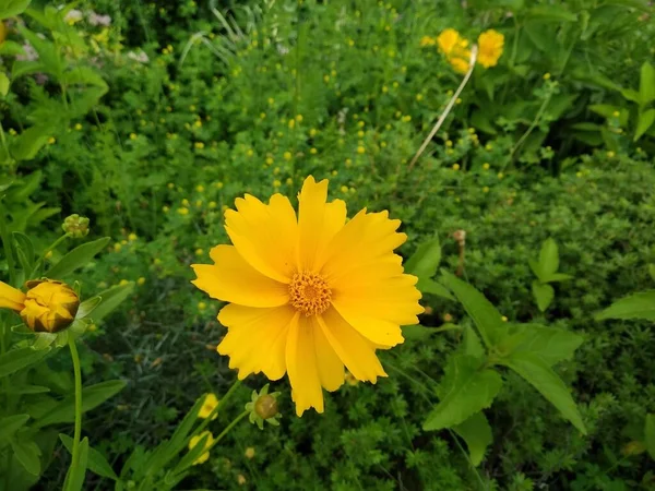Coreopsis ergenleri, buna yıldız gıdıklama denir. Bahçedeki sarı çiçek. Masaüstü çiçek arkaplanı
