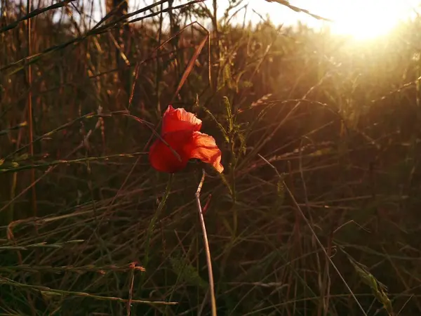 Poppy flower in the field in the summer. Green field. Nature photography. Sunbeams, sunlight, bright colours. Desktop background. Web design. Floral desktop wallpaper and backgrround. Papaver rhoeas 
