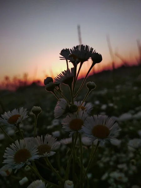 Erigeron Annuus Annual Fleabane Daisy Fleabane Eastern Daisy Fleabane — 스톡 사진