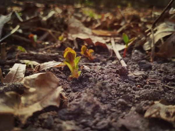 Fotografía Una Pequeña Planta Creciendo Suelo Brote Que Crece Del —  Fotos de Stock