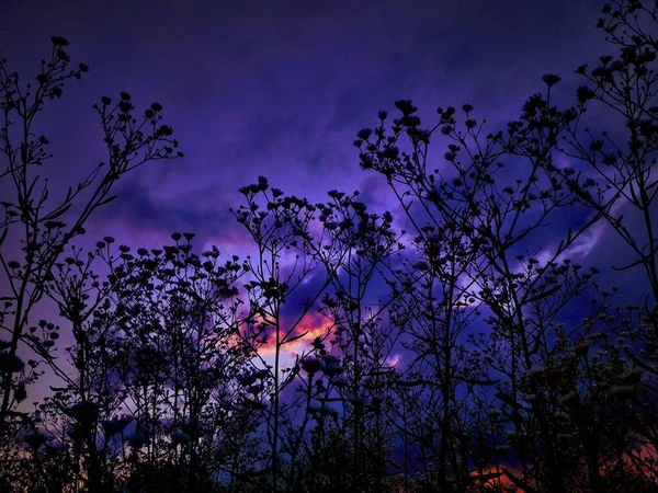 Silhouette of plants on background of violet sunset. Desktop wallpaper background