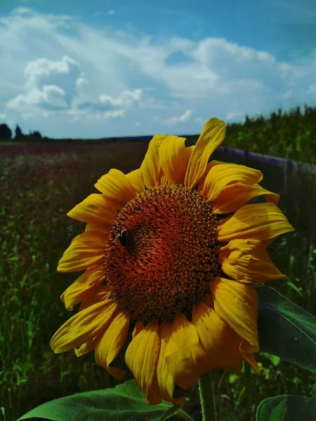 Gökyüzü arka planında ayçiçeği. Çiçek masaüstü arka planı. Sarı arka plan. Ayçiçeği arka planı. Tasarım