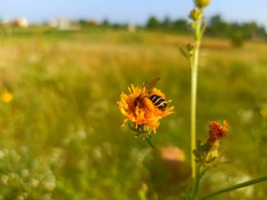 Hieracium, bilinen adıyla şahin otu ve klasik ashierakion. Çiçek masaüstü arka planı. Hieracium caespitosum, v yaygın olarak çayırotu olarak bilinir, şeytan boyası fırçası, sarı şeytan. Arı. 