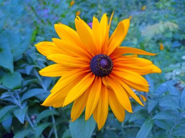 Yellow Rudbeckia hirta and fresh green grass. Black-eyed Susan.    Other common names: brown-eyed Susan, brown betty, gloriosa daisy, golden Jerusalem,  English bull's eye, poor-land daisy