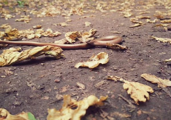Snake and leaves. Reptile photography