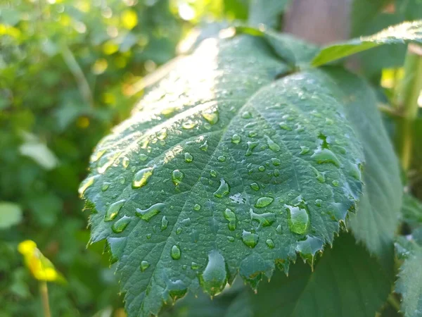 Framboise Est Fruit Comestible Une Multitude Espèces Végétales Genre Rubus — Photo