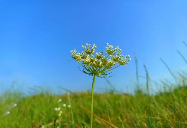 Daucus Carota Melynek Közönséges Neve Répa Madárfészek Püspöki Csipke Anne — Stock Fotó