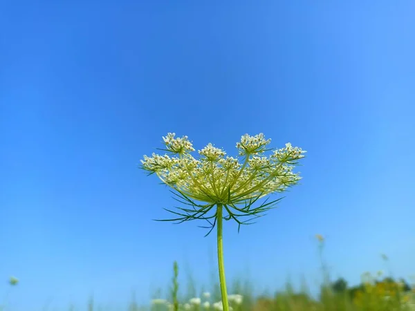 Daucus Carota, bilinen adları vahşi havuç, kuş yuvası, piskopos danteli ve Kraliçe Anne 'in danteli.