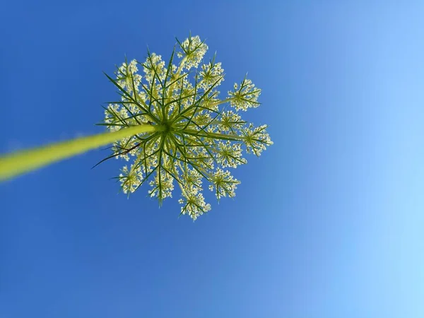 Daucus Carota Cuyos Nombres Comunes Incluyen Zanahoria Silvestre Nido Pájaro — Foto de Stock