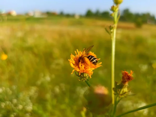 Hieracium, bilinen adıyla şahin otu ve klasik ashierakion. Çiçek masaüstü arka planı. Hieracium caespitosum, v yaygın olarak çayırotu olarak bilinir, şeytan boyası fırçası, sarı şeytan. Arı. 