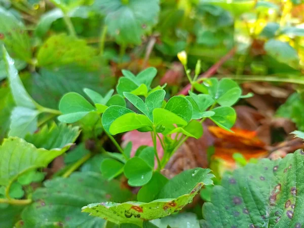 Trifolium pişmanlık duyar, beyaz yonca (ayrıca Hollanda yoncası, Ladino yoncası veya Ladino olarak da bilinir) yapraklarında güneş ışığı ile toprakta büyüyen bitki. Masaüstü arkaplanı. Makro