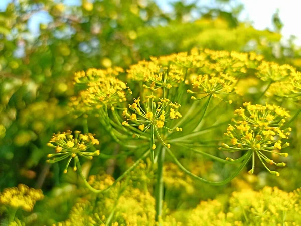 Kapor Anethum Graveolens Egy Egyéves Növény Apiaceae Zeller Családban — Stock Fotó