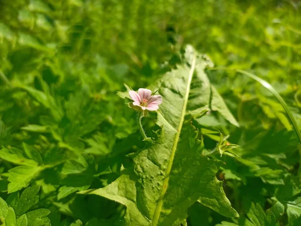 Geranium Sylvaticum Suwnica Drzewna Lub Geranium Leśne Eranium Pratense Łąkowy — Zdjęcie stockowe