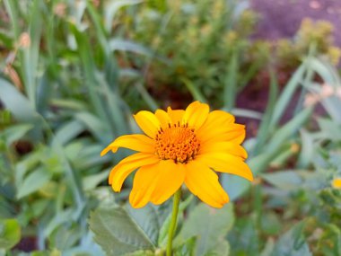 Tithonia diversifolia genellikle marigold, Meksika tournesol, Meksika ayçiçeği, Japon ayçiçeği ya da nitobe kasımpatı olarak bilinir.