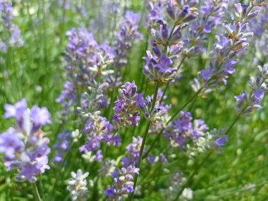 Lavandula (common name lavender). Lavandula angustifolia (lavender most commonly true lavender or English lavender.