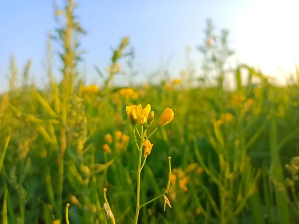 Rapeseed on sky background. Brassica napus in the field. Agriculture. Nature background. Yellow flowers. Summer and spring 